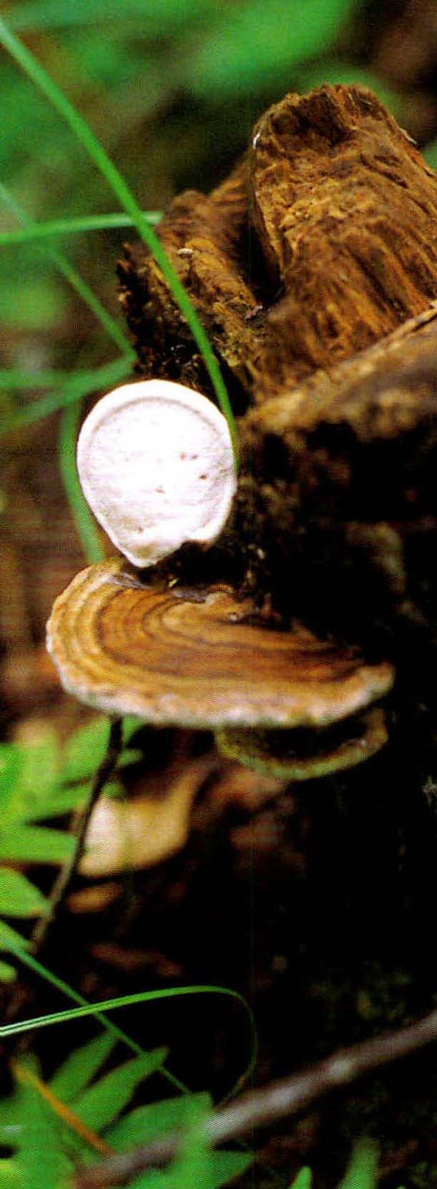 Ganoderma lobatum (Schw.) Atk.